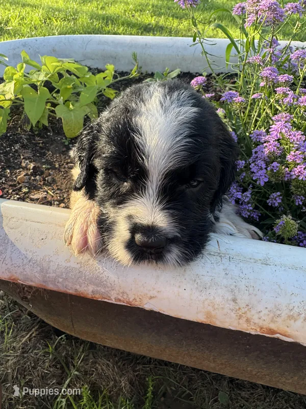 Orange Collar Boy – Saint Berdoodle puppy for sale in Quinton, OK