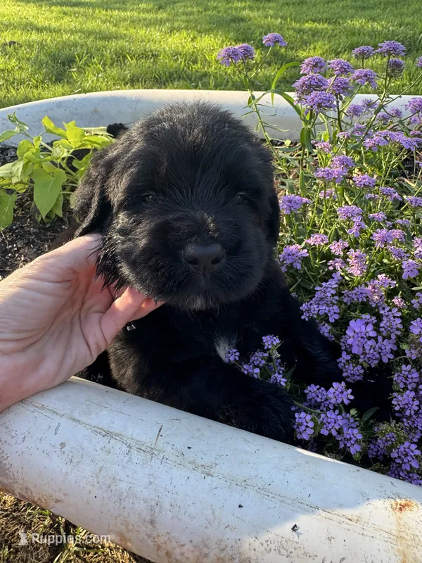 Blue Collar Boy – Saint Berdoodle puppy for sale in Quinton, OK