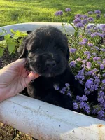 Blue Collar Boy, a male Saint Berdoodle for sale in Quinton, OK – 1 of 7
