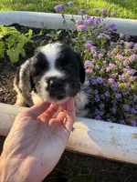 Orange Collar Boy, a male Saint Berdoodle for sale in Quinton, OK – 7 of 10