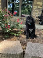 Light Blue Collar Boy, a male Saint Berdoodle for sale in Quinton, OK – 1 of 10