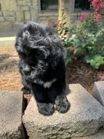 Light Blue Collar Boy, a male Saint Berdoodle for sale in Quinton, OK – 5 of 10