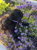 Purple Collar Girl, a female Saint Berdoodle for sale in Quinton, OK – 7 of 7