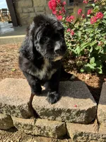 Yellow Collar Girl, a female Saint Berdoodle for sale in Quinton, OK – 7 of 8
