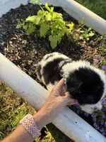 Black Collar Boy , a male Saint Berdoodle for sale in Quinton, OK – 2 of 5