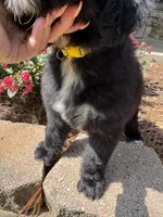 Yellow Collar Girl, a female Saint Berdoodle for sale in Quinton, OK – 8 of 8