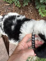 Black Collar Boy , a male Saint Berdoodle for sale in Quinton, OK – 4 of 10