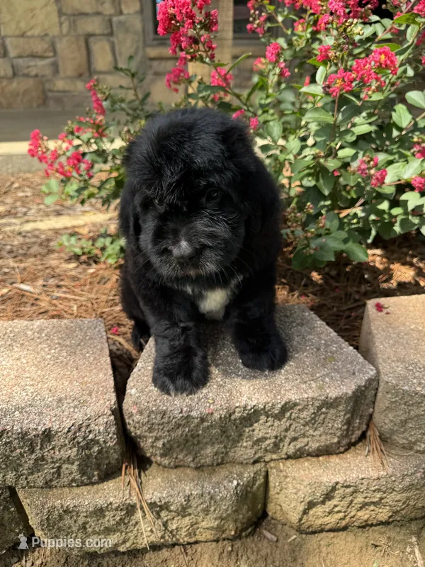 Green Collar Boy – Saint Berdoodle puppy for sale in Quinton, OK