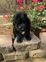 Green Collar Boy, a male Saint Berdoodle for sale in Quinton, OK – 2 of 10