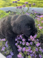 Green Collar Boy, a male Saint Berdoodle for sale in Quinton, OK – 7 of 7
