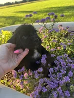 Purple Collar Girl, a female Saint Berdoodle for sale in Quinton, OK – 4 of 7