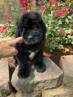 Green Collar Boy, a male Saint Berdoodle for sale in Quinton, OK – 3 of 10