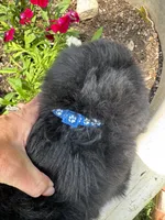 Dark Blue Collar Boy, a male Saint Berdoodle for sale in Quinton, OK – 4 of 4