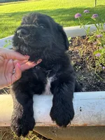 Blue Collar Boy, a male Saint Berdoodle for sale in Quinton, OK – 5 of 7