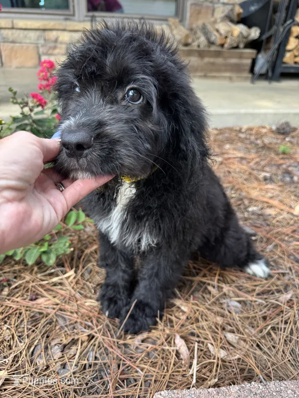 Yellow Collar Girl – Saint Berdoodle puppy for sale in Quinton, OK
