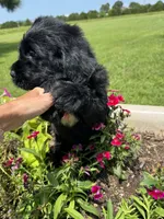 Dark Blue Collar Boy, a male Saint Berdoodle for sale in Quinton, OK – 3 of 4