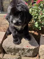 Yellow Collar Girl, a female Saint Berdoodle for sale in Quinton, OK – 5 of 8