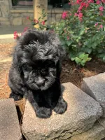 Light Blue Collar Boy, a male Saint Berdoodle for sale in Quinton, OK – 6 of 10