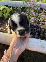 Orange Collar Boy, a male Saint Berdoodle for sale in Quinton, OK – 8 of 10