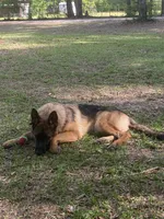 Rocky, a male German Shepherd Dog for sale in Waverly, GA – 2 of 2