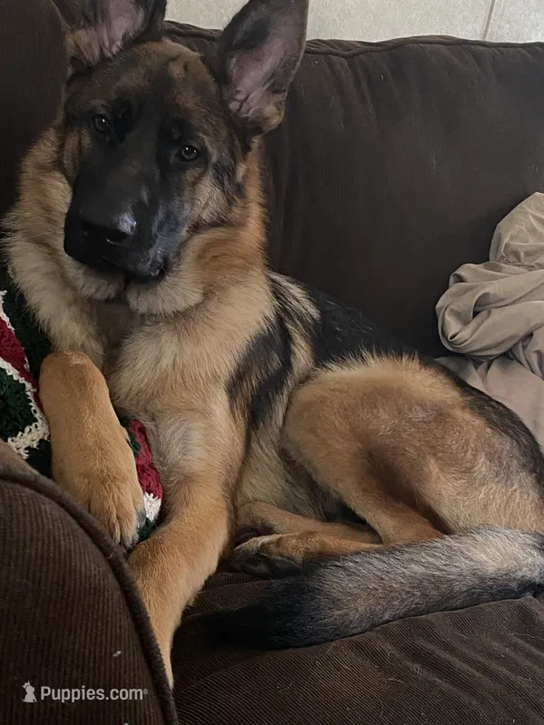 Rocky – German Shepherd Dog puppy for sale in Waverly, GA