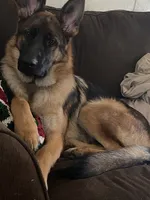 Rocky, a male German Shepherd Dog for sale in Waverly, GA – 1 of 2