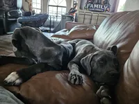 Sox, a male Cane Corso for sale in Yuma, AZ – 4 of 4