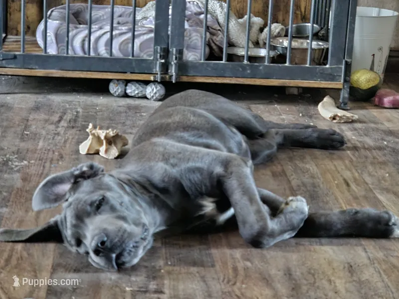 Sox – Cane Corso puppy for sale in Yuma, AZ
