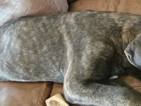 Legend aka Kicker, a male Cane Corso for sale in Yuma, AZ – 4 of 6