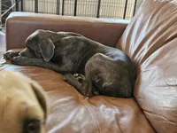 Legend aka Kicker, a male Cane Corso for sale in Yuma, AZ – 2 of 6