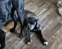 Sox, a male Cane Corso for sale in Yuma, AZ – 3 of 4