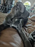 Sox, a male Cane Corso for sale in Yuma, AZ – 2 of 4