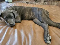 Legend aka Kicker, a male Cane Corso for sale in Yuma, AZ – 6 of 6