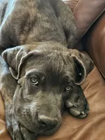 Legend aka Kicker, a male Cane Corso for sale in Yuma, AZ – 3 of 6