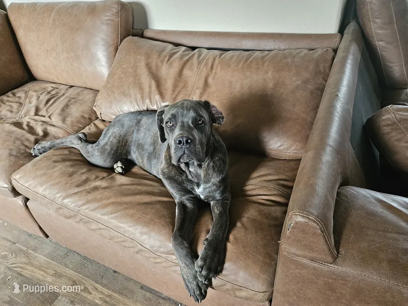 Legend aka Kicker – Cane Corso puppy for sale in Yuma, AZ