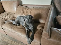 Legend aka Kicker, a male Cane Corso for sale in Yuma, AZ – 1 of 6
