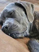 Legend aka Kicker, a male Cane Corso for sale in Yuma, AZ – 5 of 6