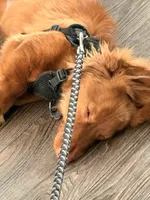ANAKIN, a male Miniature Dachshund for sale in Gainesville, FL – 2 of 8