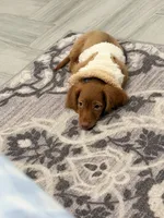 ANAKIN, a male Miniature Dachshund for sale in Gainesville, FL – 8 of 8