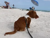 ANAKIN, a male Miniature Dachshund for sale in Gainesville, FL – 4 of 8