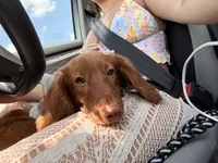 ANAKIN, a male Miniature Dachshund for sale in Gainesville, FL – 5 of 8