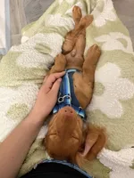 ANAKIN, a male Miniature Dachshund for sale in Gainesville, FL – 3 of 8