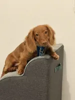 ANAKIN, a male Miniature Dachshund for sale in Gainesville, FL – 7 of 8