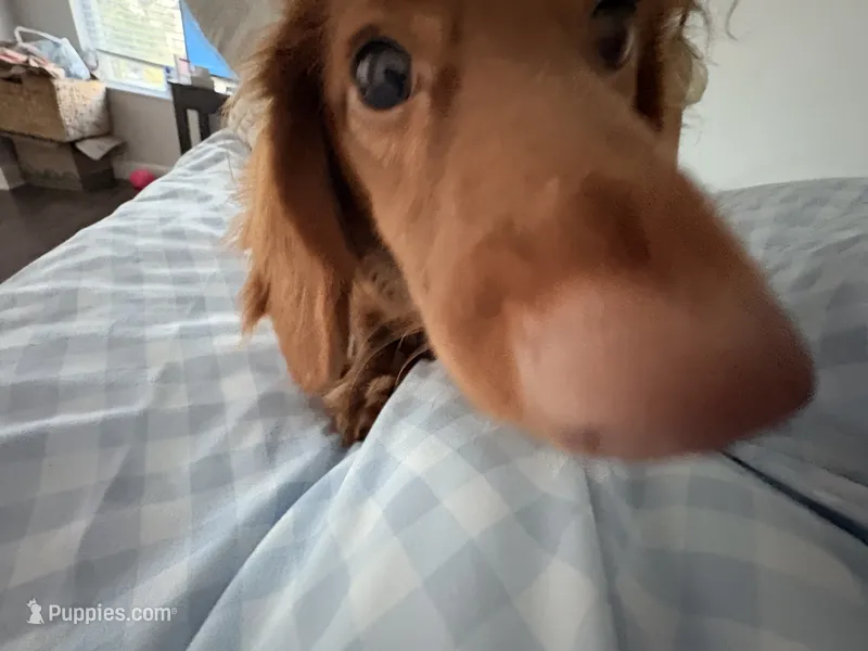 ANAKIN – Miniature Dachshund puppy for sale in Gainesville, FL