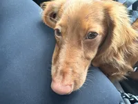 ANAKIN, a male Miniature Dachshund for sale in Gainesville, FL – 6 of 8