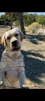 JAMES, a male Labrador Retriever for sale in Nuevo, CA – Photo 3 of 3