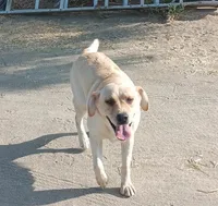 Stanley, a male Labrador Retriever for sale in Nuevo, CA – Photo 2 of 3