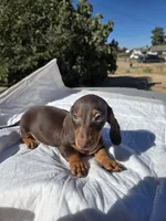 Frankie , a male Dachshund for sale in Hesperia, CA – 2 of 2