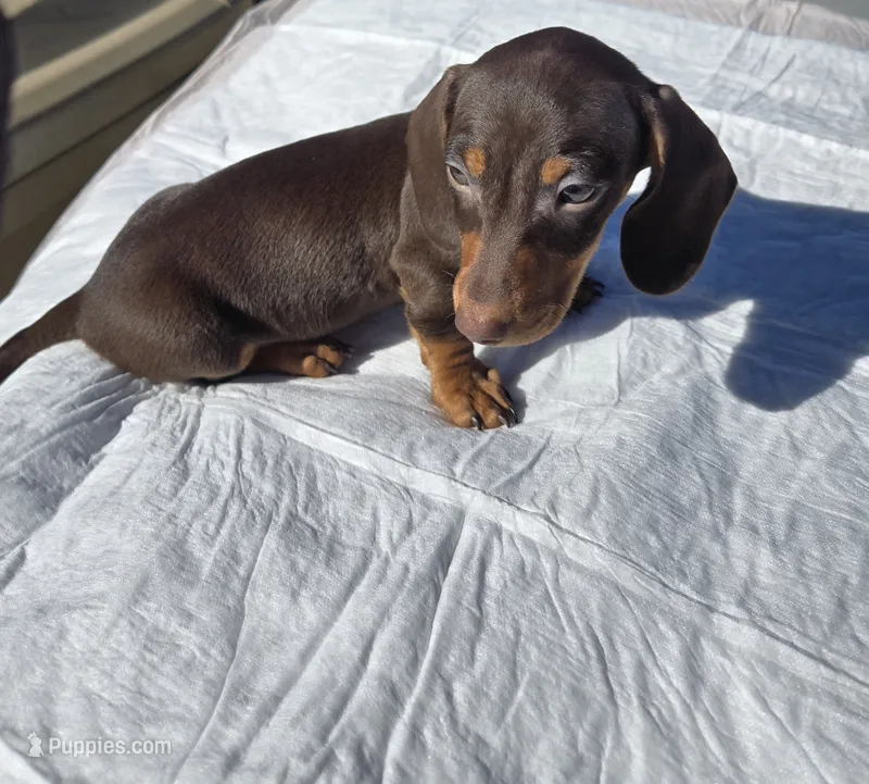Frankie  – Dachshund puppy for sale in Hesperia, CA