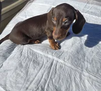 Frankie , a male Dachshund for sale in Hesperia, CA – 1 of 2
